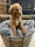 Luna, a female Goldendoodle for sale in Burlison, TN – 6 of 7