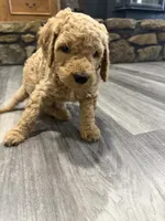Sunny, a male Goldendoodle for sale in Burlison, TN – 2 of 6