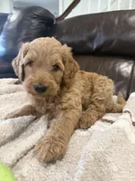 Bear, a male Goldendoodle for sale in Burlison, TN – 3 of 6