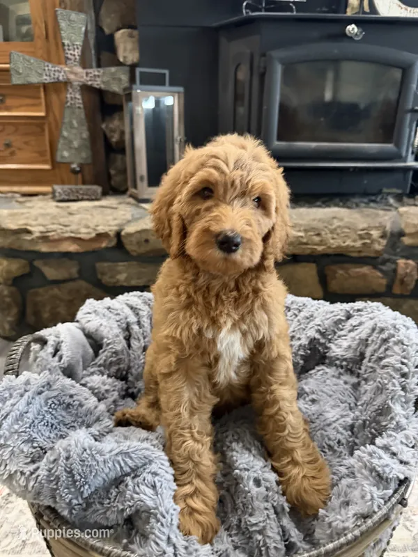 Luna – Goldendoodle puppy for sale in Burlison, TN