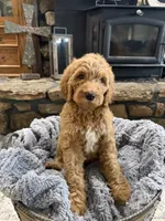 Luna, a female Goldendoodle for sale in Burlison, TN – 1 of 7