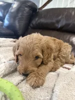 Bear, a male Goldendoodle for sale in Burlison, TN – 2 of 6