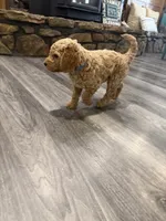 Sunny, a male Goldendoodle for sale in Burlison, TN – 6 of 6