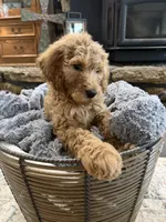 Bear, a male Goldendoodle for sale in Burlison, TN – 8 of 10