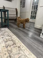 Bear, a male Goldendoodle for sale in Burlison, TN – 10 of 10