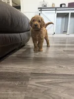 Bear, a male Goldendoodle for sale in Burlison, TN – 4 of 6