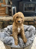Luna, a female Goldendoodle for sale in Burlison, TN – 3 of 7