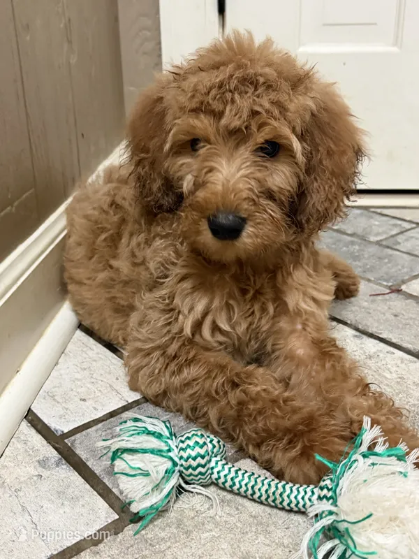 Bear – Goldendoodle puppy for sale in Burlison, TN
