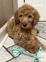 Bear, a male Goldendoodle for sale in Burlison, TN – 1 of 10