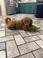 Bear, a male Goldendoodle for sale in Burlison, TN – 6 of 10
