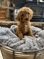 Rocky, a male Goldendoodle for sale in Burlison, TN – 3 of 6