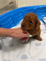 Red, a male Goldendoodle for sale in Burlison, TN – 2 of 3