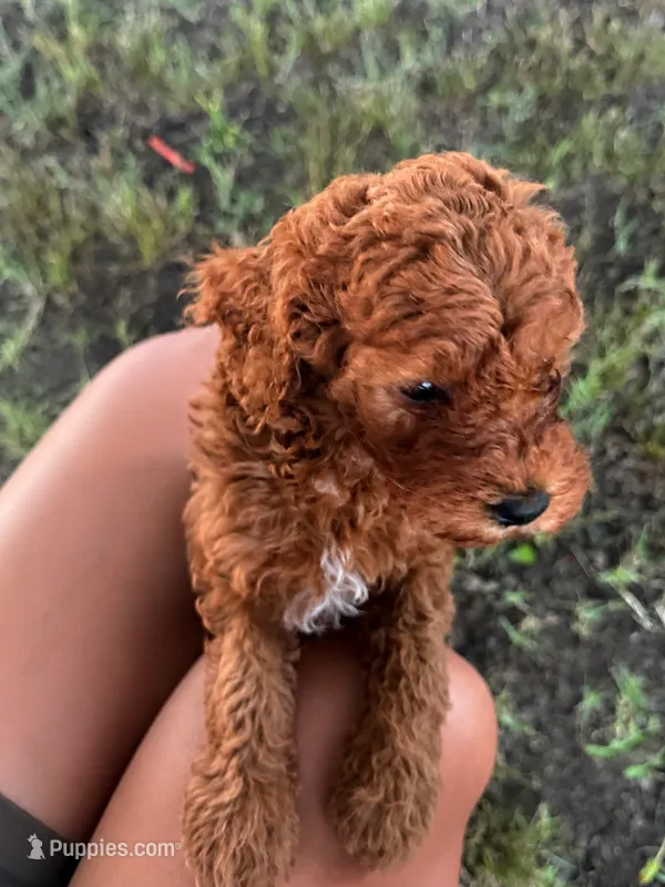 Red – Goldendoodle puppy for sale in Burlison, TN
