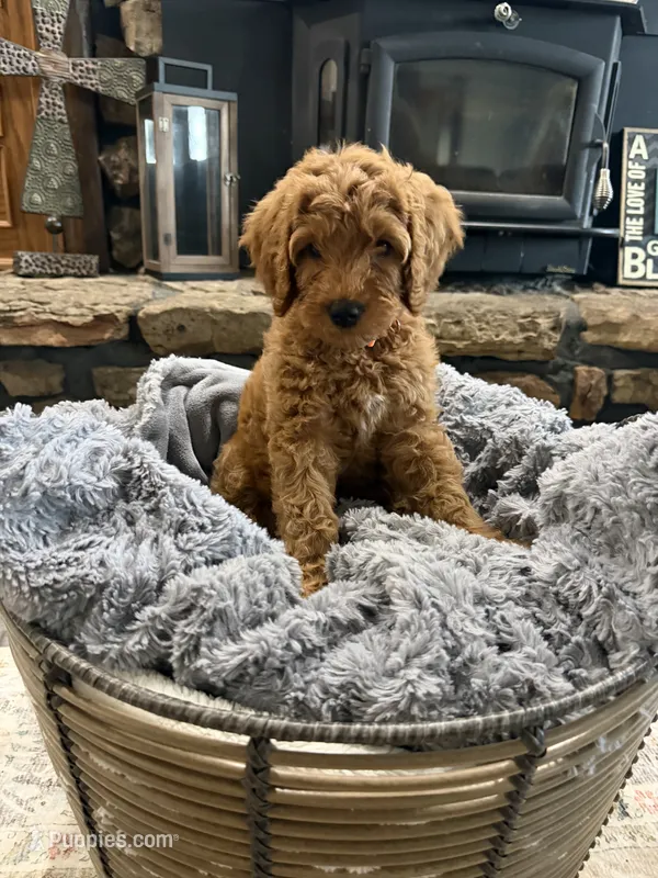 Rocky – Goldendoodle puppy for sale in Burlison, TN
