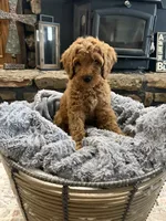 Rocky, a male Goldendoodle for sale in Burlison, TN – 1 of 6