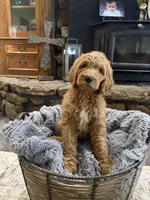 Luna, a female Goldendoodle for sale in Burlison, TN – 2 of 7