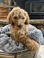Bear, a male Goldendoodle for sale in Burlison, TN – 7 of 10