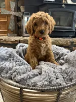 Rocky, a male Goldendoodle for sale in Burlison, TN – 5 of 6