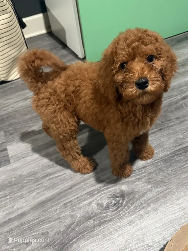 Red – Goldendoodle puppy for sale in Burlison, TN