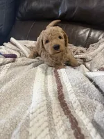 Sunny, a male Goldendoodle for sale in Burlison, TN – 3 of 6