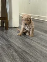 Sunny, a male Goldendoodle for sale in Burlison, TN – 4 of 6