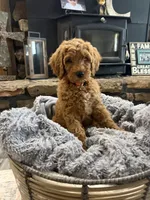 Rocky, a male Goldendoodle for sale in Burlison, TN – 4 of 6