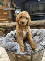 Luna, a female Goldendoodle for sale in Burlison, TN – 7 of 7