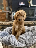 Luna, a female Goldendoodle for sale in Burlison, TN – 4 of 7