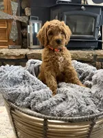 Rocky, a male Goldendoodle for sale in Burlison, TN – 6 of 6