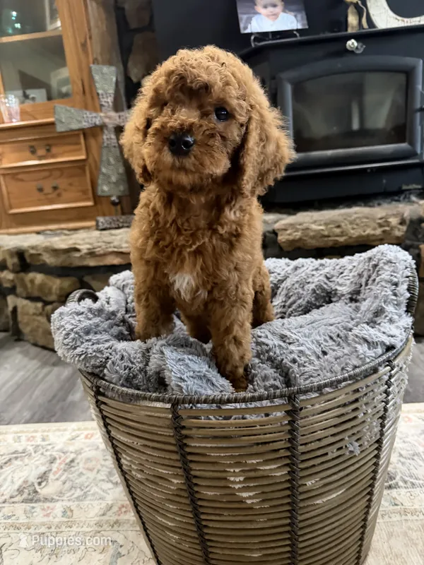 Red – Goldendoodle puppy for sale in Burlison, TN