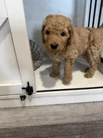 Sunny, a male Goldendoodle for sale in Burlison, TN – 5 of 6