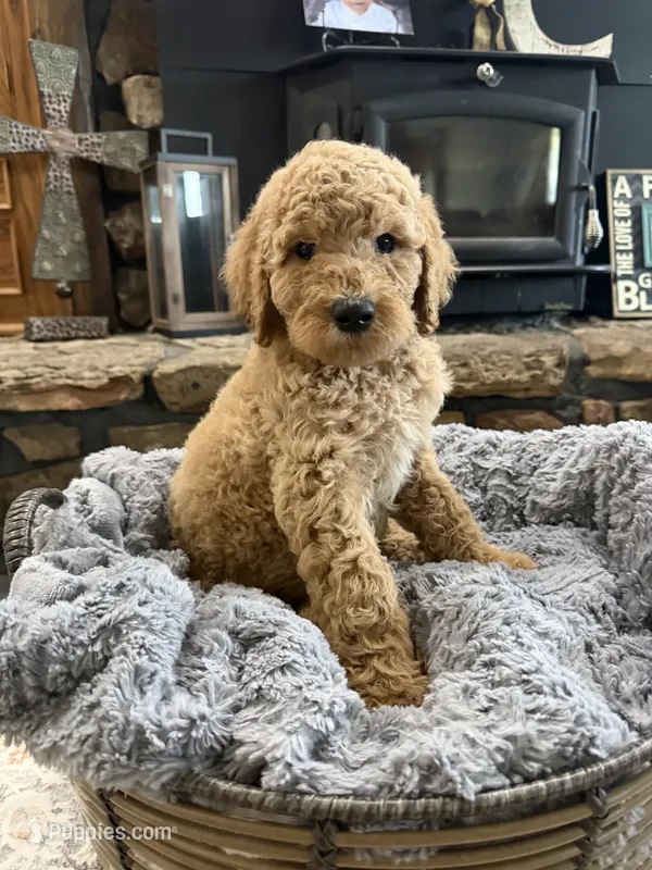 Sunny – Goldendoodle puppy for sale in Burlison, TN