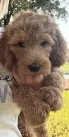 Bear, a male Goldendoodle for sale in Burlison, TN – 9 of 10