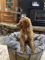 Luna, a female Goldendoodle for sale in Burlison, TN – 5 of 7
