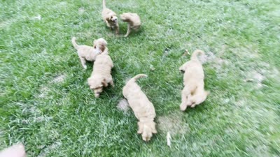 Hazel, a female Miniature Goldendoodle for sale in Manassas, VA – 3 of 3