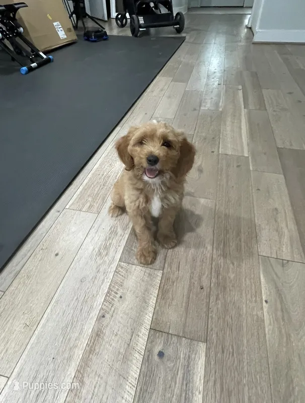 Bre – Miniature Goldendoodle puppy for sale in Manassas, VA