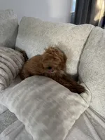 Hazel, a female Miniature Goldendoodle for sale in Manassas, VA – 5 of 7