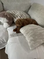 Hazel, a female Miniature Goldendoodle for sale in Manassas, VA – 3 of 7