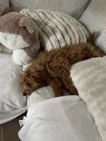 Hazel, a female Miniature Goldendoodle for sale in Manassas, VA – 4 of 7
