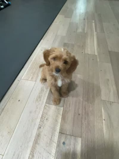 Willow , a female Miniature Goldendoodle for sale in Manassas, VA – 1 of 3