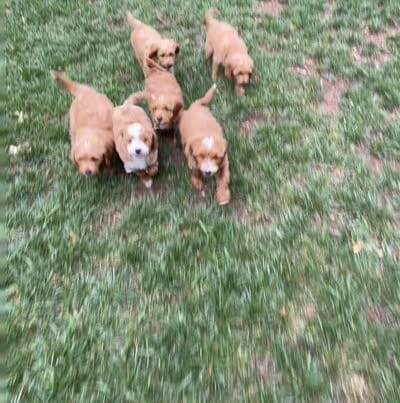 Willow , a female Miniature Goldendoodle for sale in Manassas, VA – 2 of 3