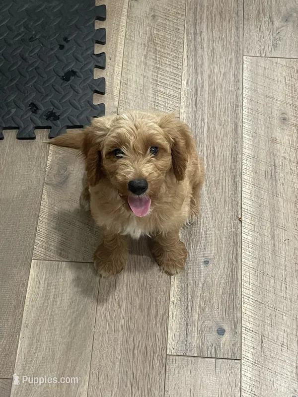 Amber – Miniature Goldendoodle puppy for sale in Manassas, VA