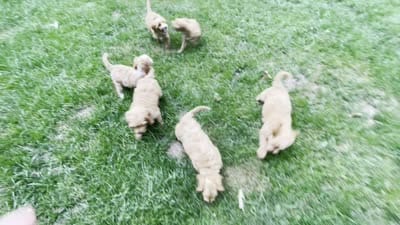 Willow , a female Miniature Goldendoodle for sale in Manassas, VA – 3 of 3