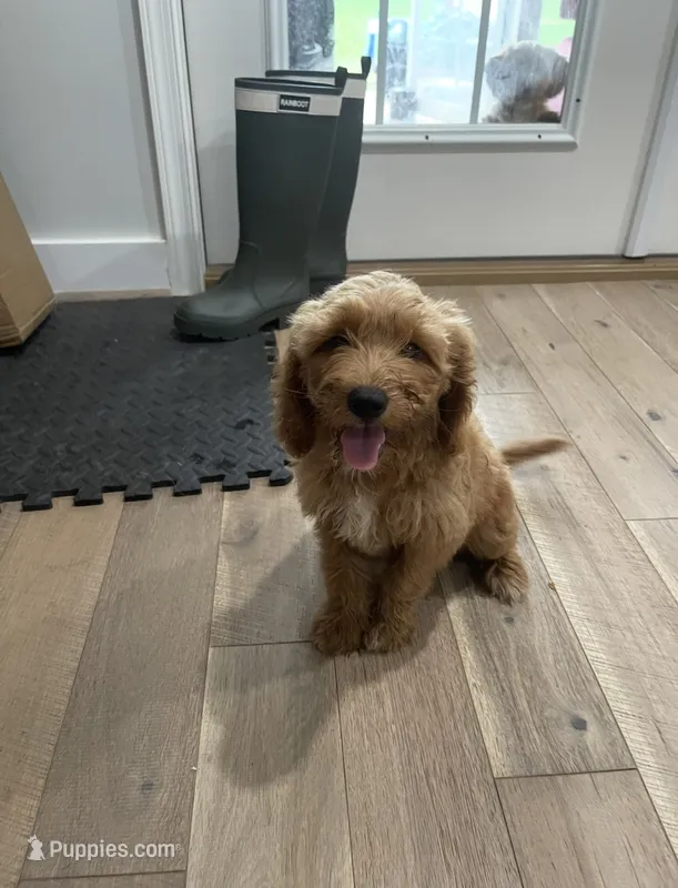 Willow  – Miniature Goldendoodle puppy for sale in Manassas, VA
