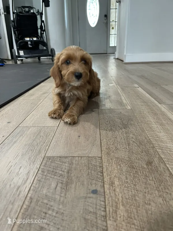 Hazel – Miniature Goldendoodle puppy for sale in Manassas, VA