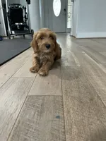 Hazel, a female Miniature Goldendoodle for sale in Manassas, VA – 1 of 3