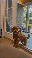 Hazel, a female Miniature Goldendoodle for sale in Manassas, VA – 6 of 7