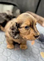 Baby Boy Chocolate & Tan Dapple, a male Miniature Dachshund for sale in Deltona, FL – 8 of 10
