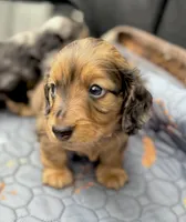 Baby Boy Chocolate & Tan Dapple, a male Miniature Dachshund for sale in Deltona, FL – 2 of 10