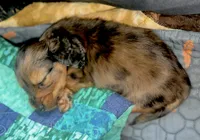 Baby Boy Chocolate & Tan Dapple, a male Miniature Dachshund for sale in Deltona, FL – 7 of 10